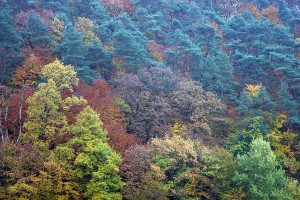 Herbstwald, © getreidekonservieren.de
